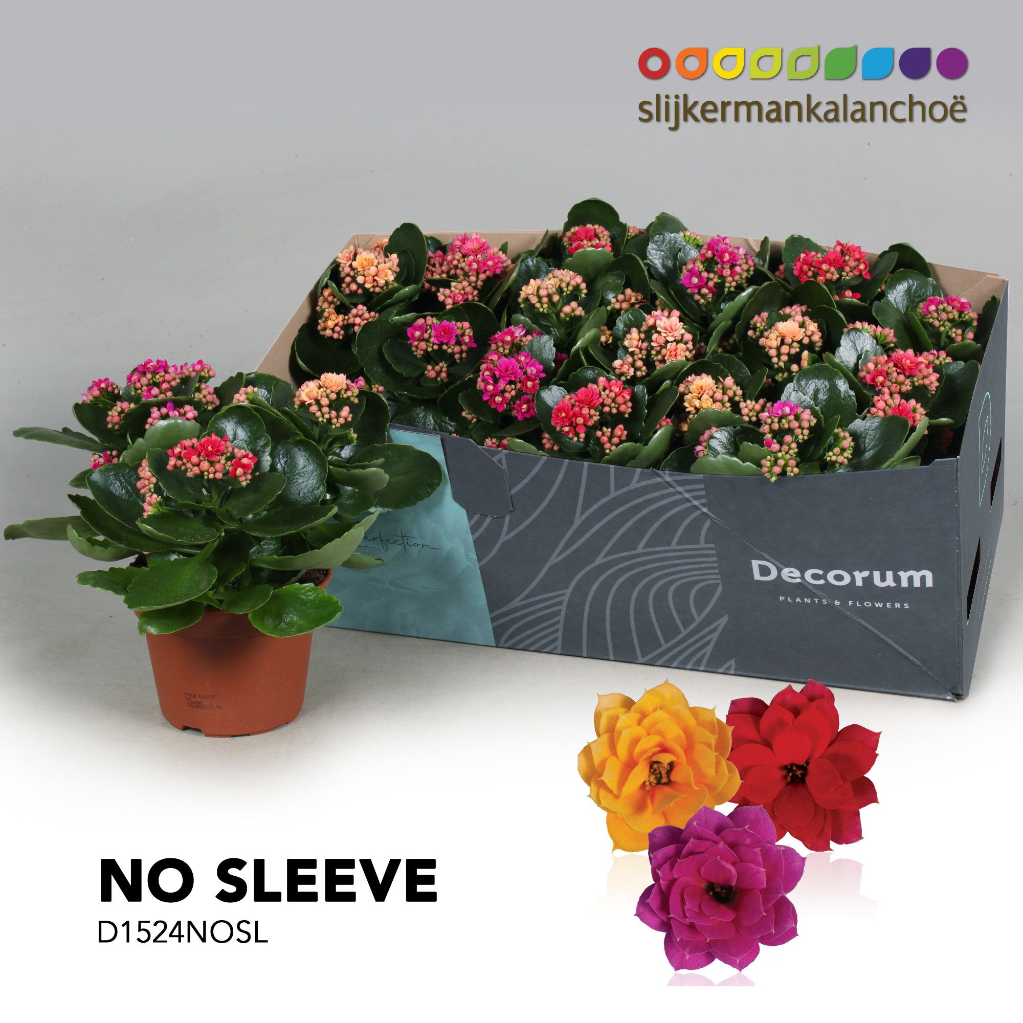Kalanchoe No Sleeve - Carnaval, D 15