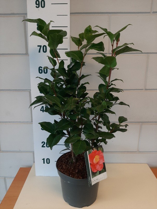 Camellia jap. dr. King, D 23