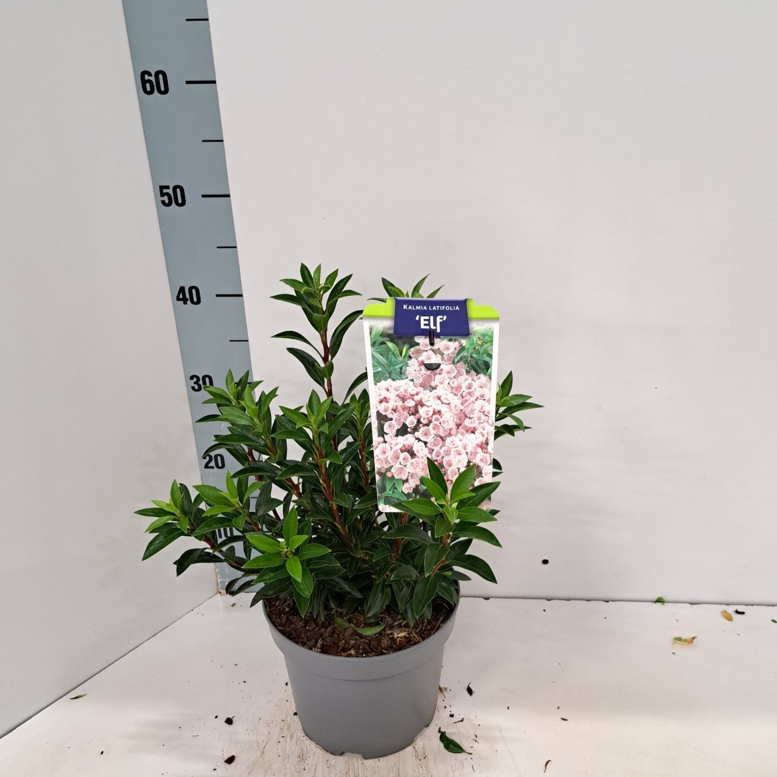 Kalmia lat. 'Elf', D 19