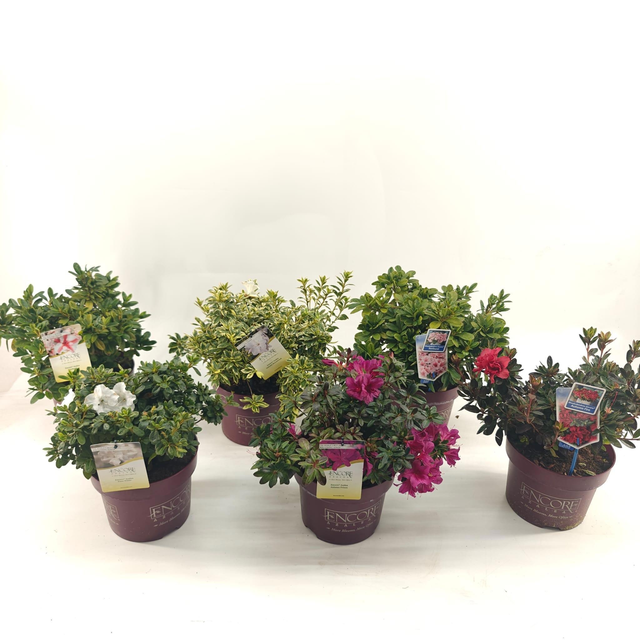 Rhododendron ENCORE® MIX P23, D 23