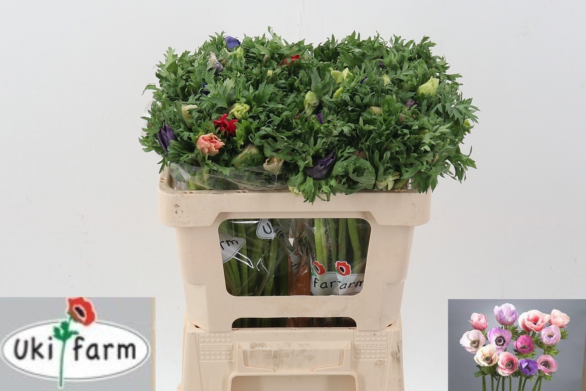 Анемон Галил Пастель 50, шт.