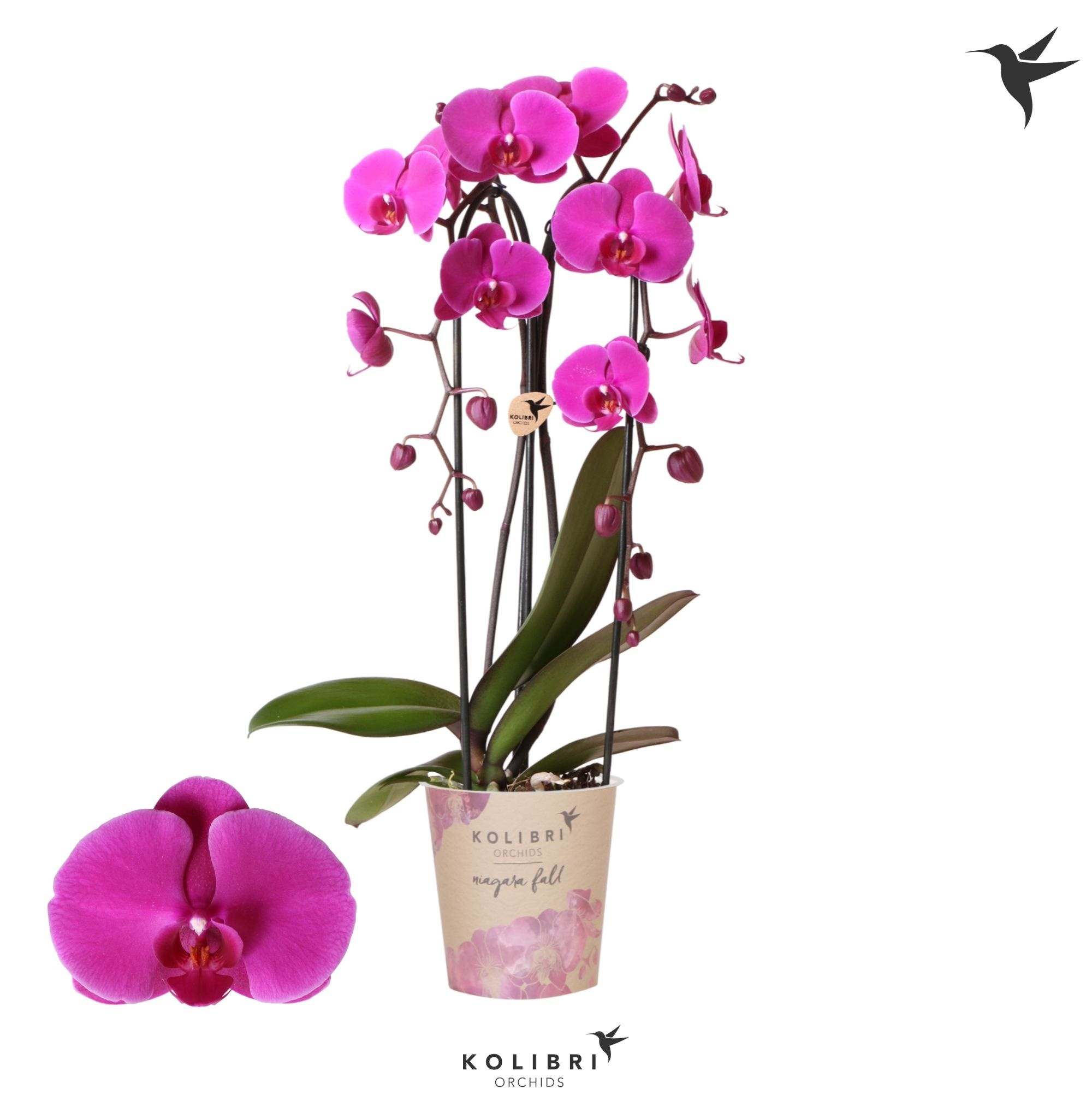Kolibri Orchids Cascade Niagara Fall violet 2 spike, D 12