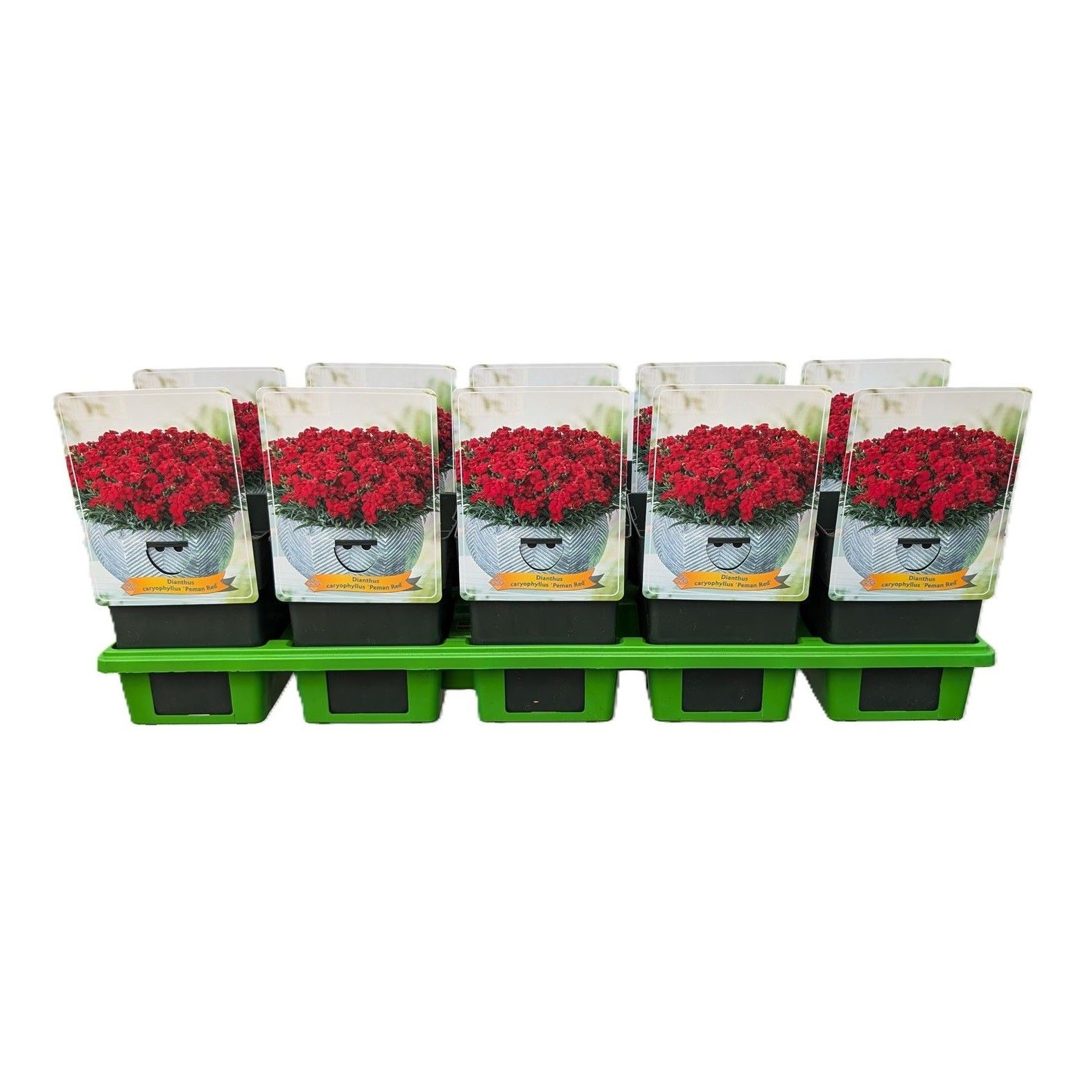 Dianthus caryophyllus 'Peman Red' P11, D 11