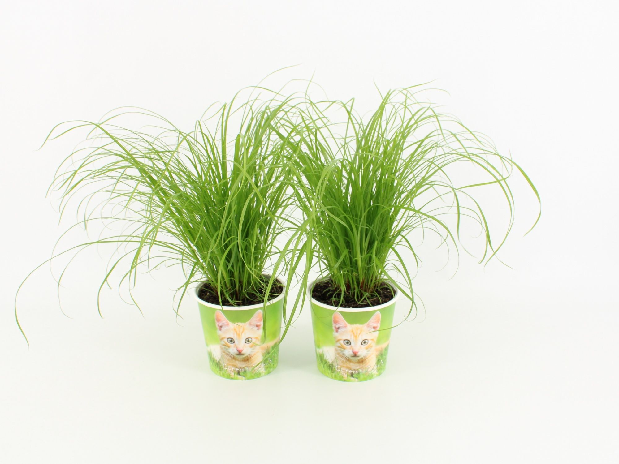 Cyperus Zumula met Milkshake Potcover, D 12