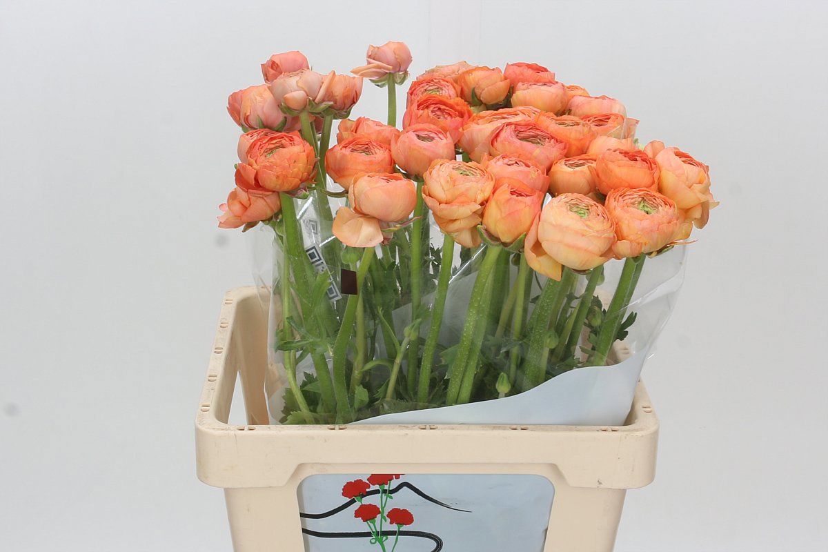 Ранункулус Овериг 60, шт.