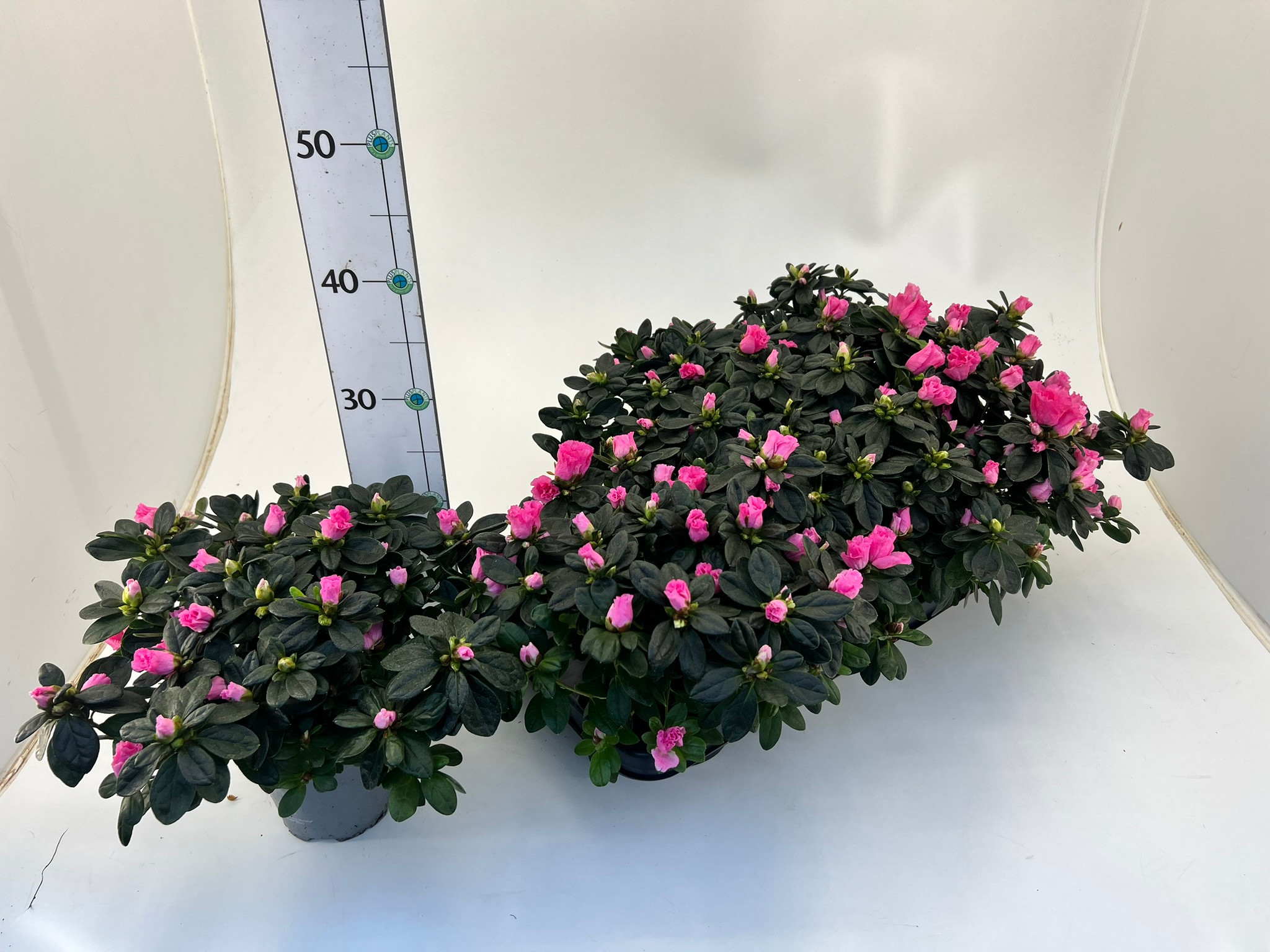 Rhododendron simsii T14 pink, D 14
