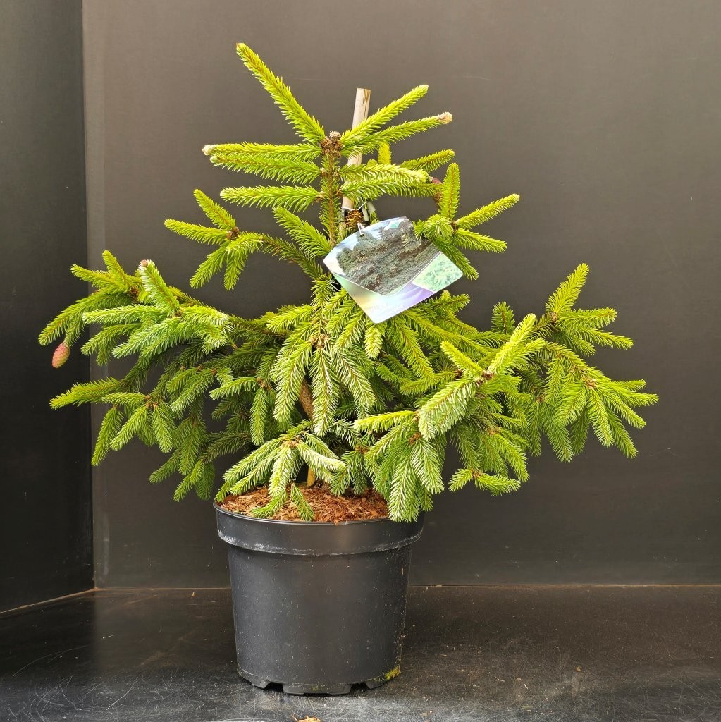 Picea abies Acrocona, D 23