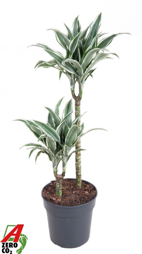 Dracaena White Jewel 45-15, D 19