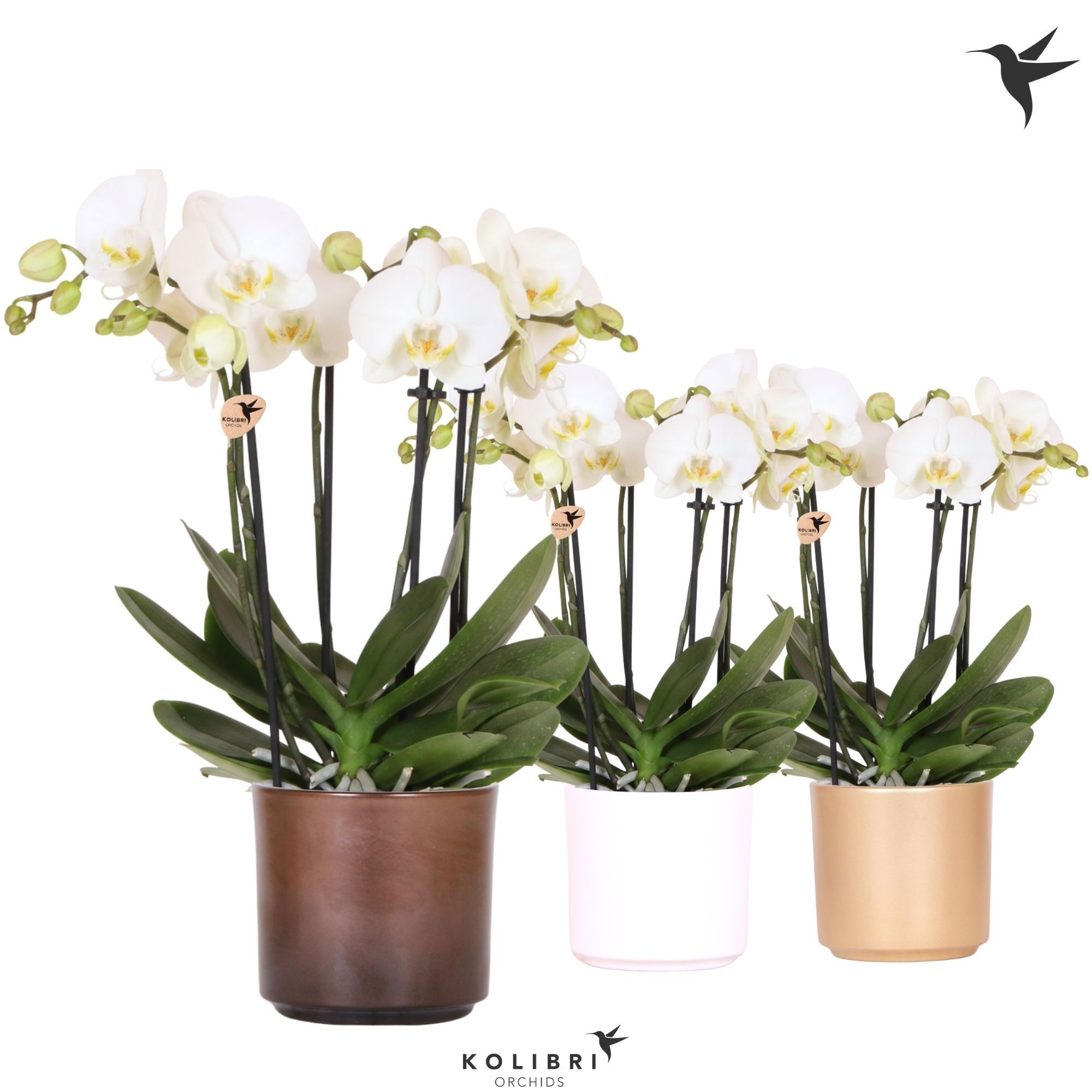 Kolibri Orchids Phalaenopsis Jewel Ghent 4 spike in Simplicity pot gold mix, D 12