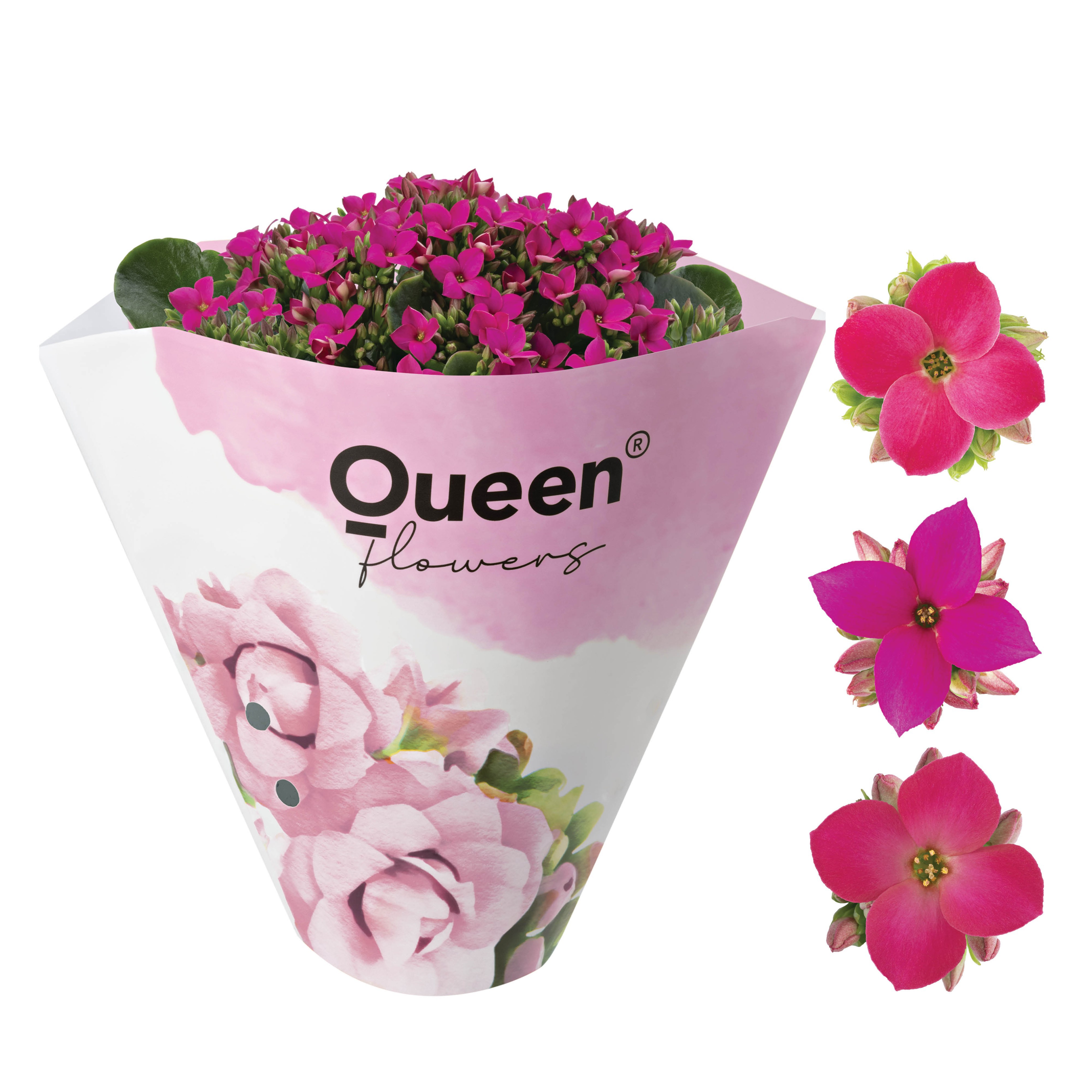 KALANCHOE ARTS-HYBRID 'PINK ORIGINAL', D 11