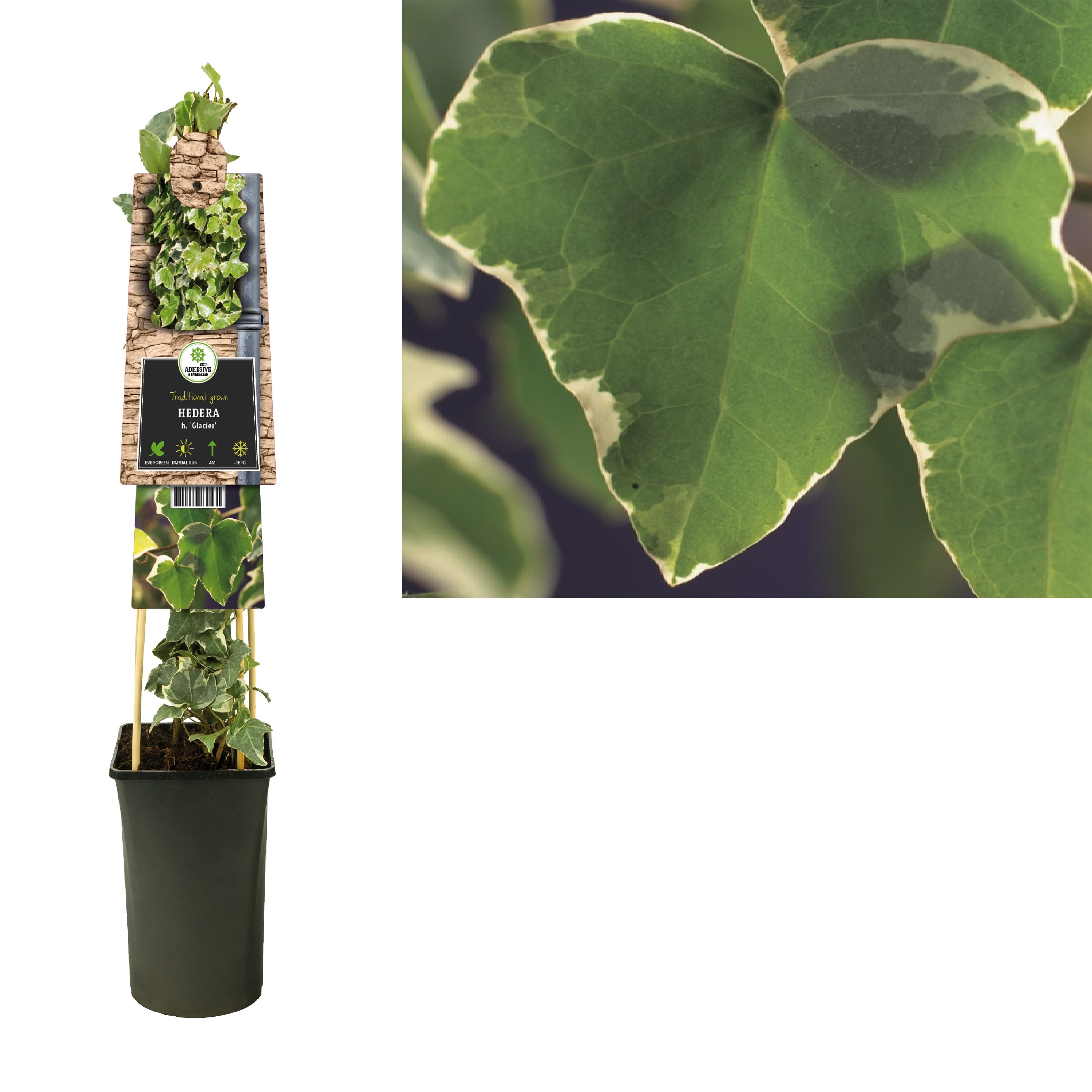 Hedera h. 'Glacier' +3.0 label, D 17
