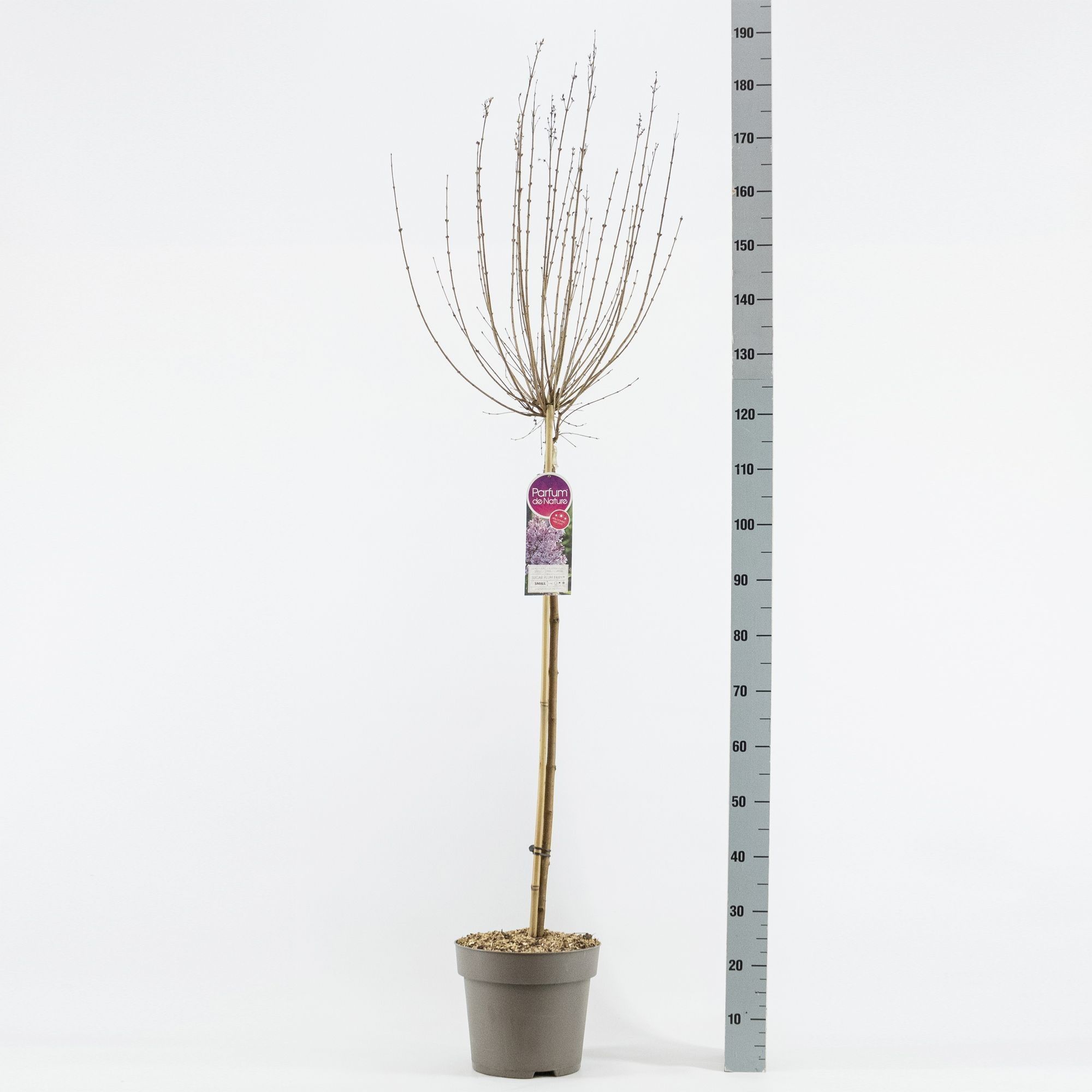 Syringa Surgar Plum Fairy ®, stam 70, 2-jarig,, D 26