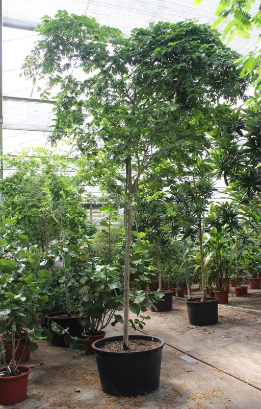 Bulnesia arborea, D 96