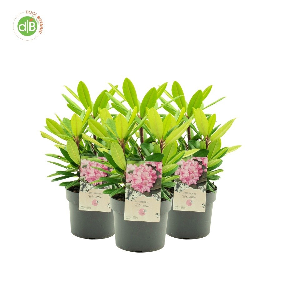 Rhododendron (Y) 'Blurettia', D 19
