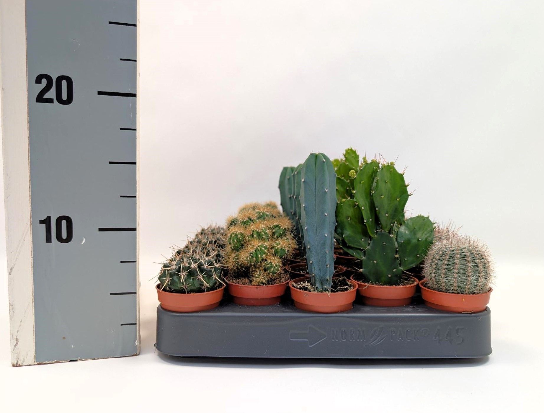 Peat-free Cactus 5,5 cm mix op rij, D 5,5