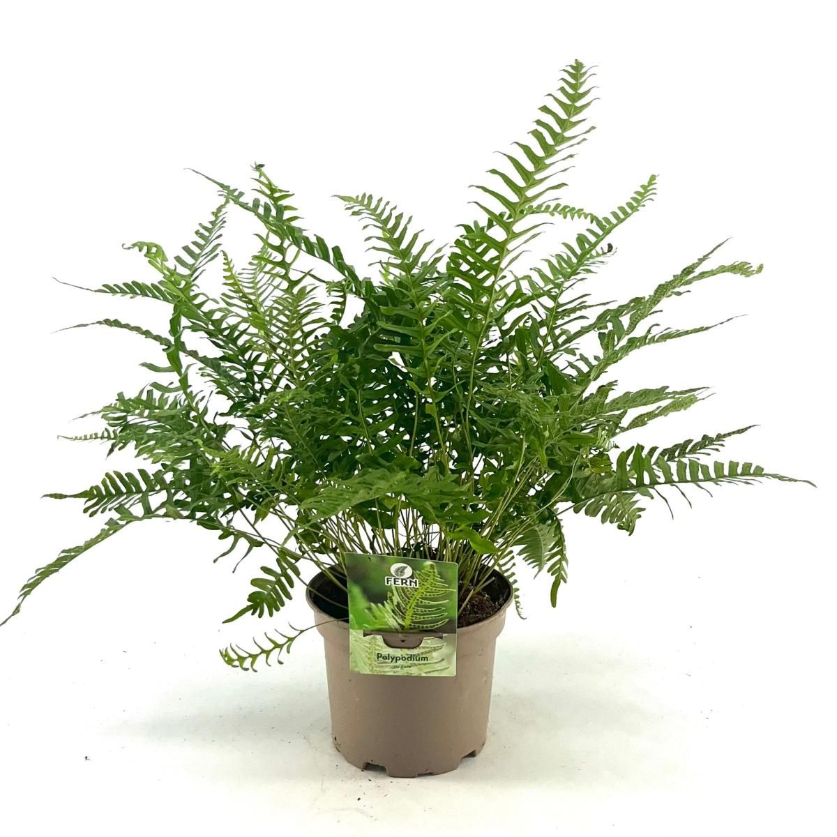 Polypodium vulgare, D 17