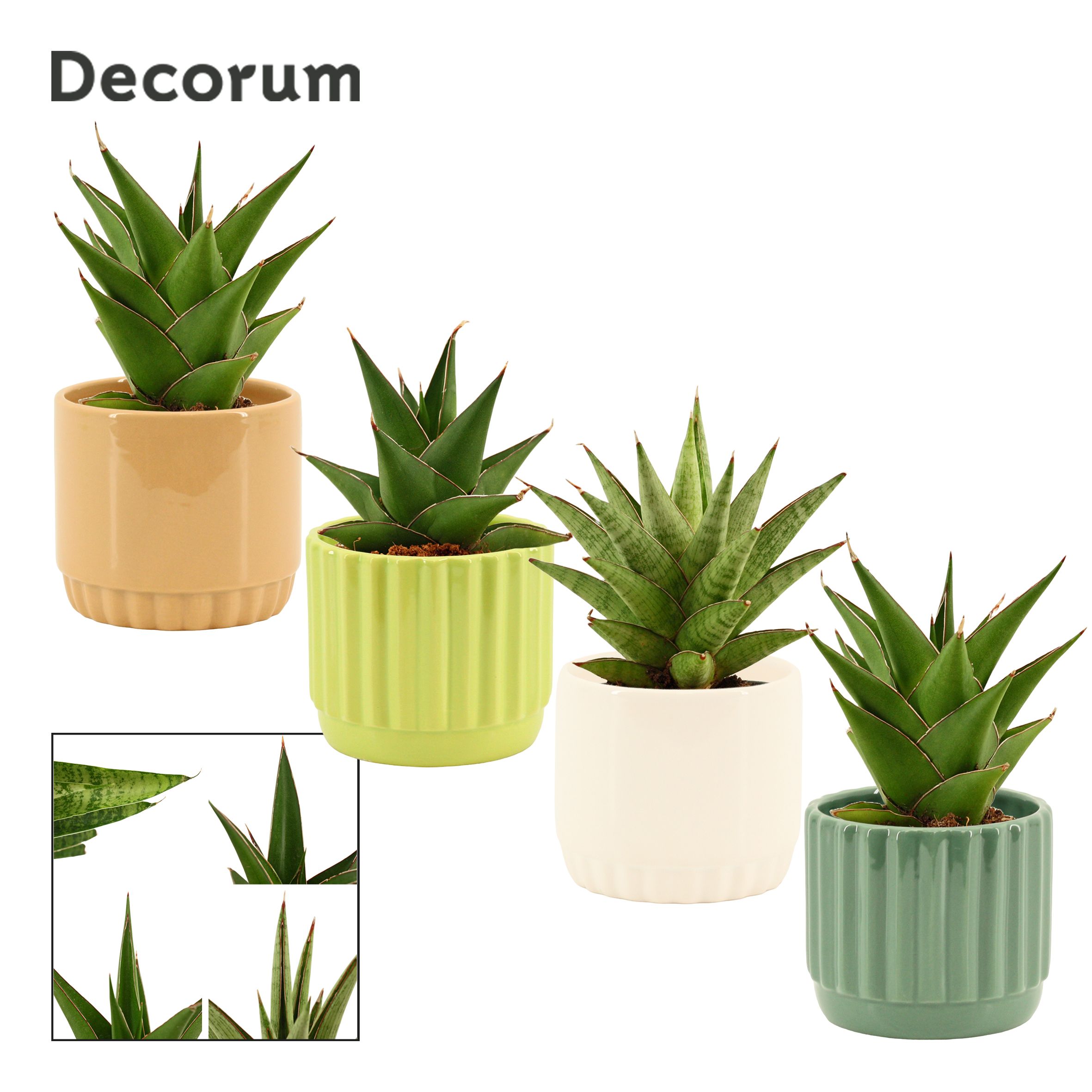 Sansevieria Crown Mix 9 cm in Liam (Natural bubble-collection), D 9
