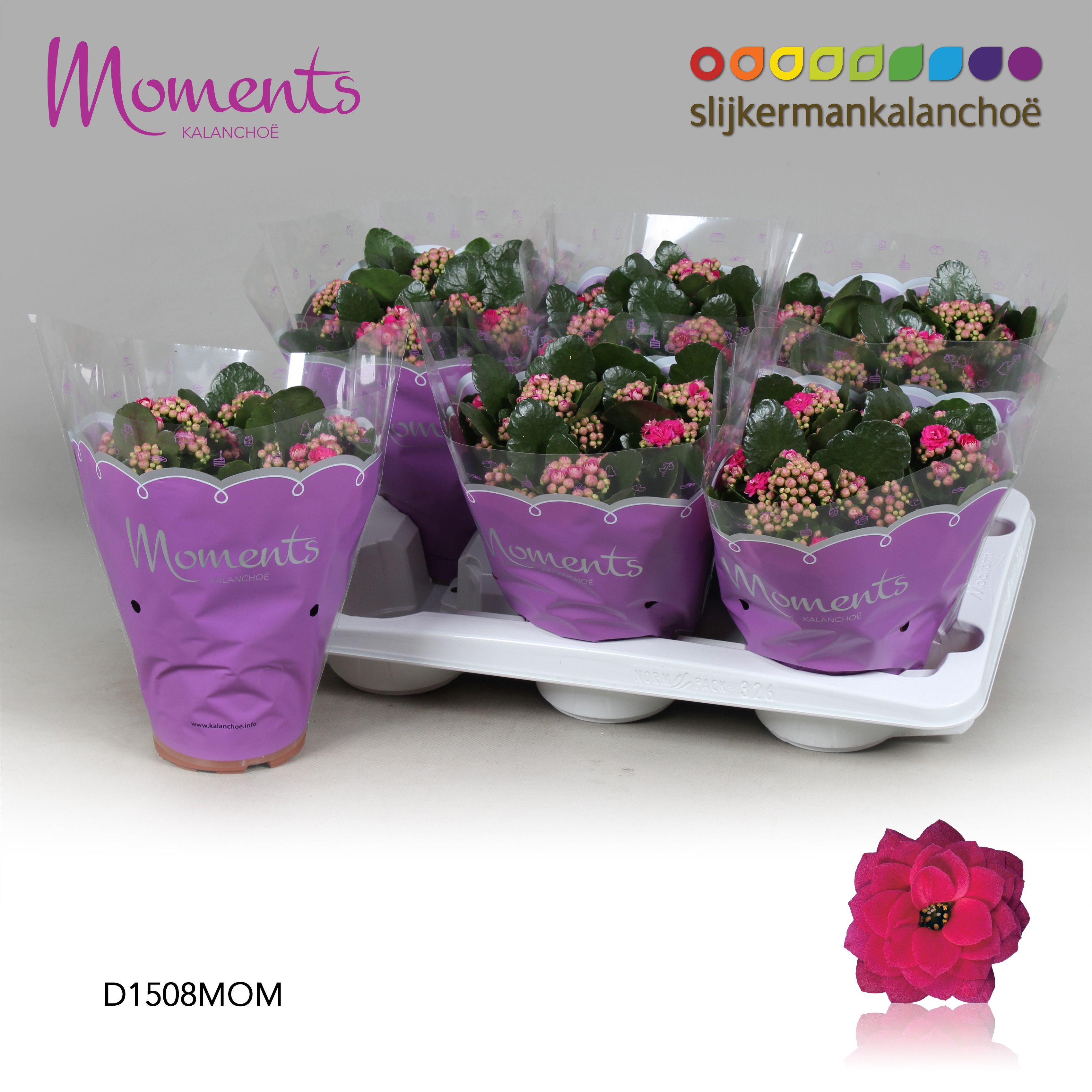 Kalanchoe Moments - Purple, D 15
