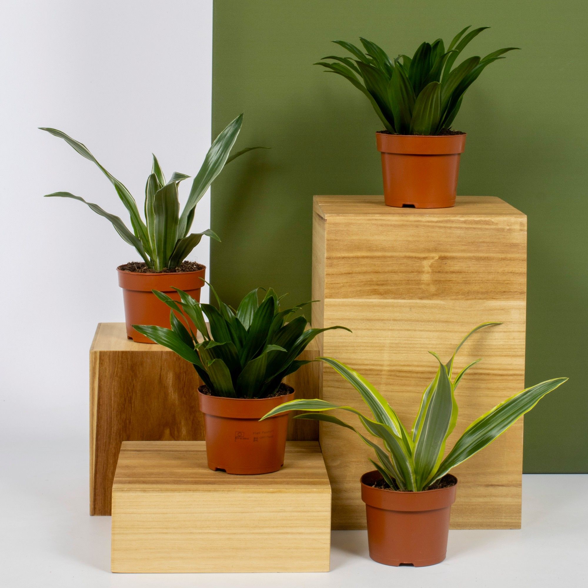 Dracaena Mix 12cm, D 12