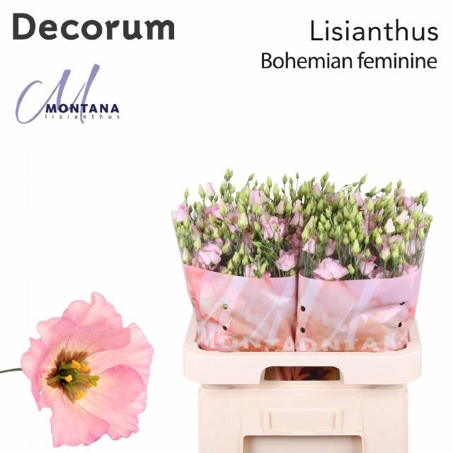 Эустома Богемиан Феминин 70 (светло-роз.), шт.