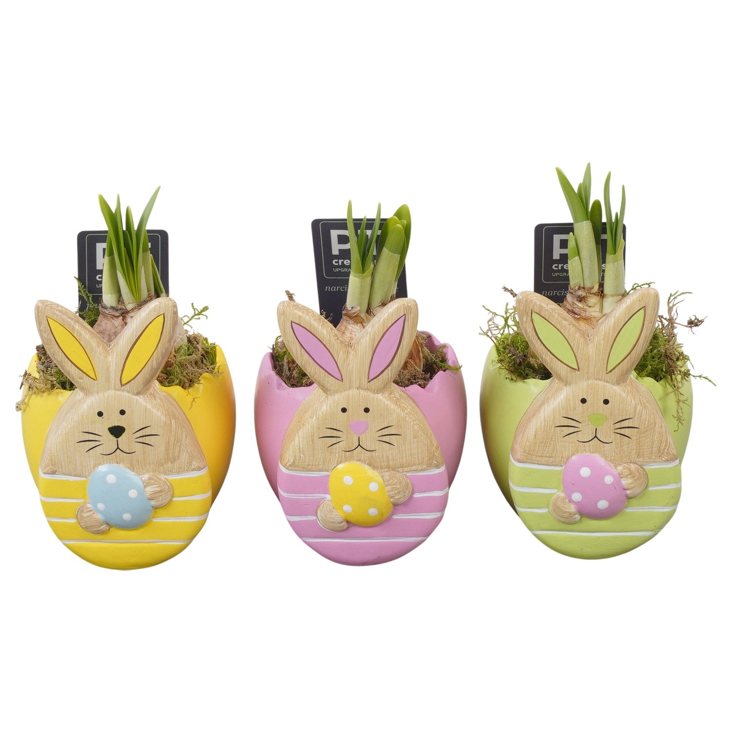 PTNP4494 Arrangement Narcissus Easter in keramiek pot, D 9