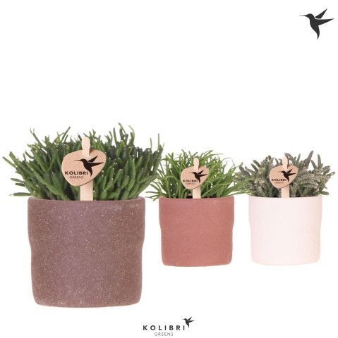 Kolibri Greens Rhipsalis mix in Rustic pot mix, D 6