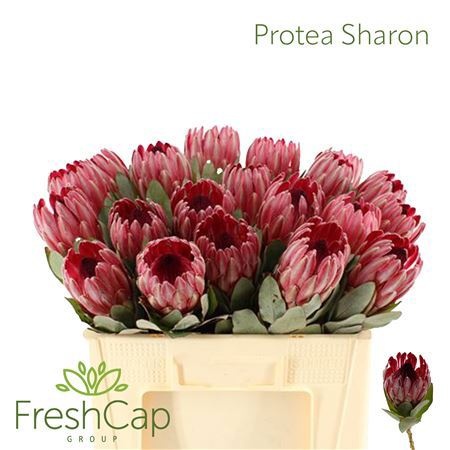 Протея Сильвия 50, шт.