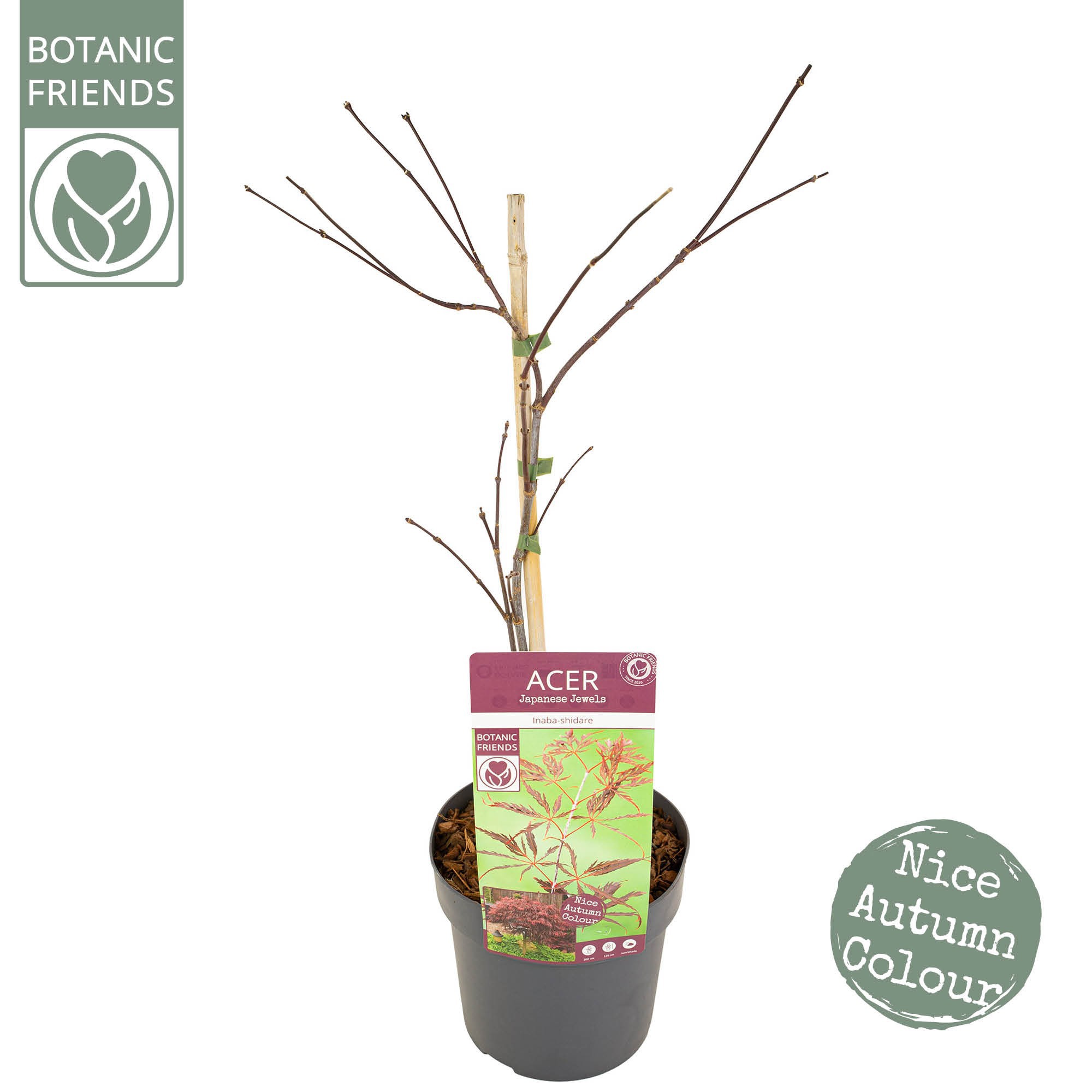 Acer palm. 'Inaba-shidare', D 19