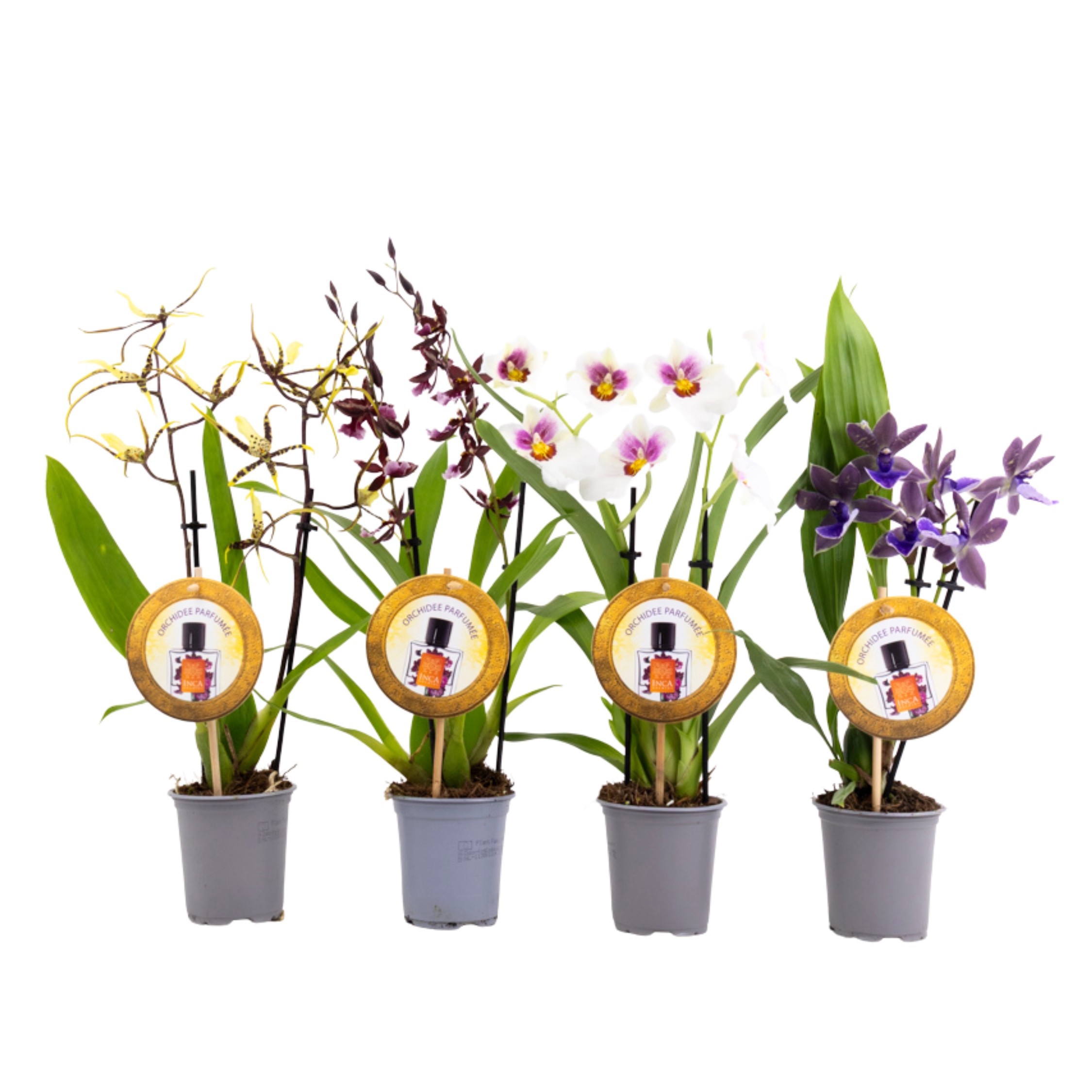 Inca Orchid mix Parfumee 2 spike 9 cm, D 9