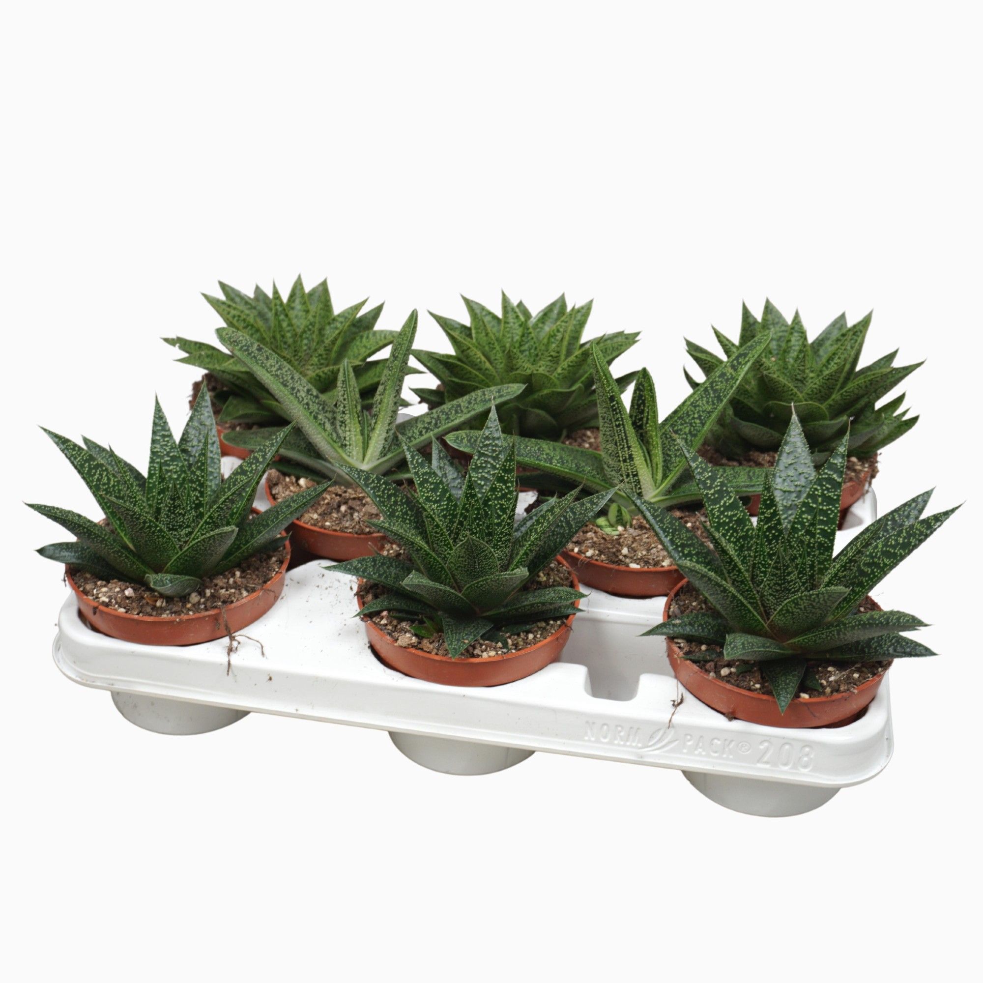 Aloë/Haworthia mix 10,5 cm in 208 fust, D 10,5