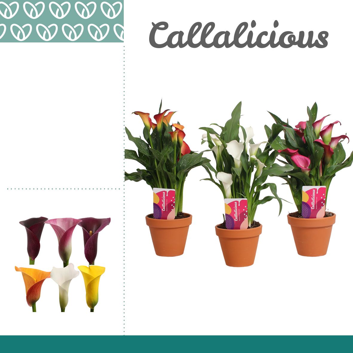 Zantedeschia (Calla) Mix in Terracotta Steen, D 12