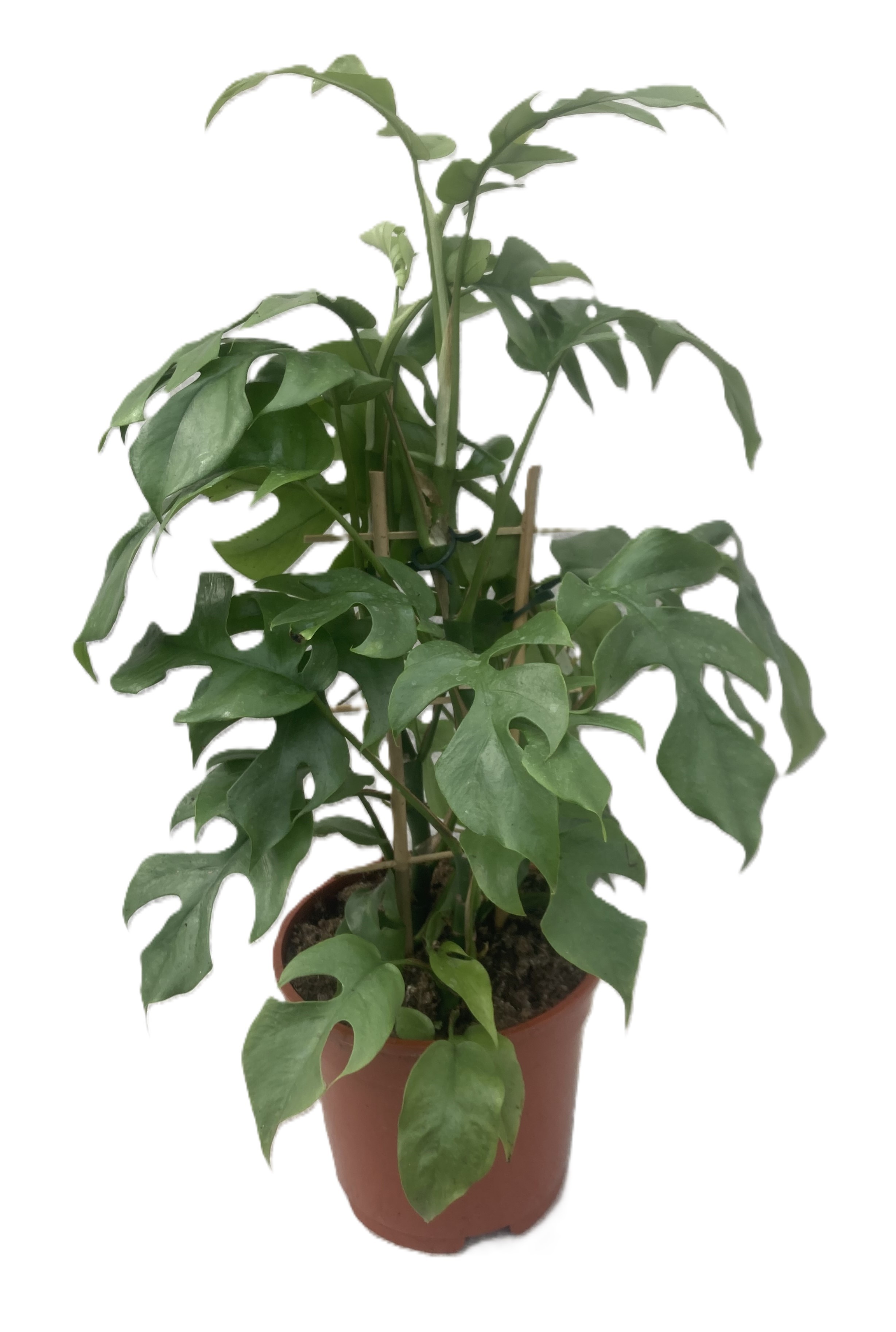 PHILODENDRON-HYBRID 'MINIMA', D 17