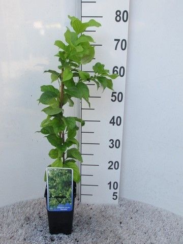 Celastrus orb. Hercules 40-50 P14, D 14