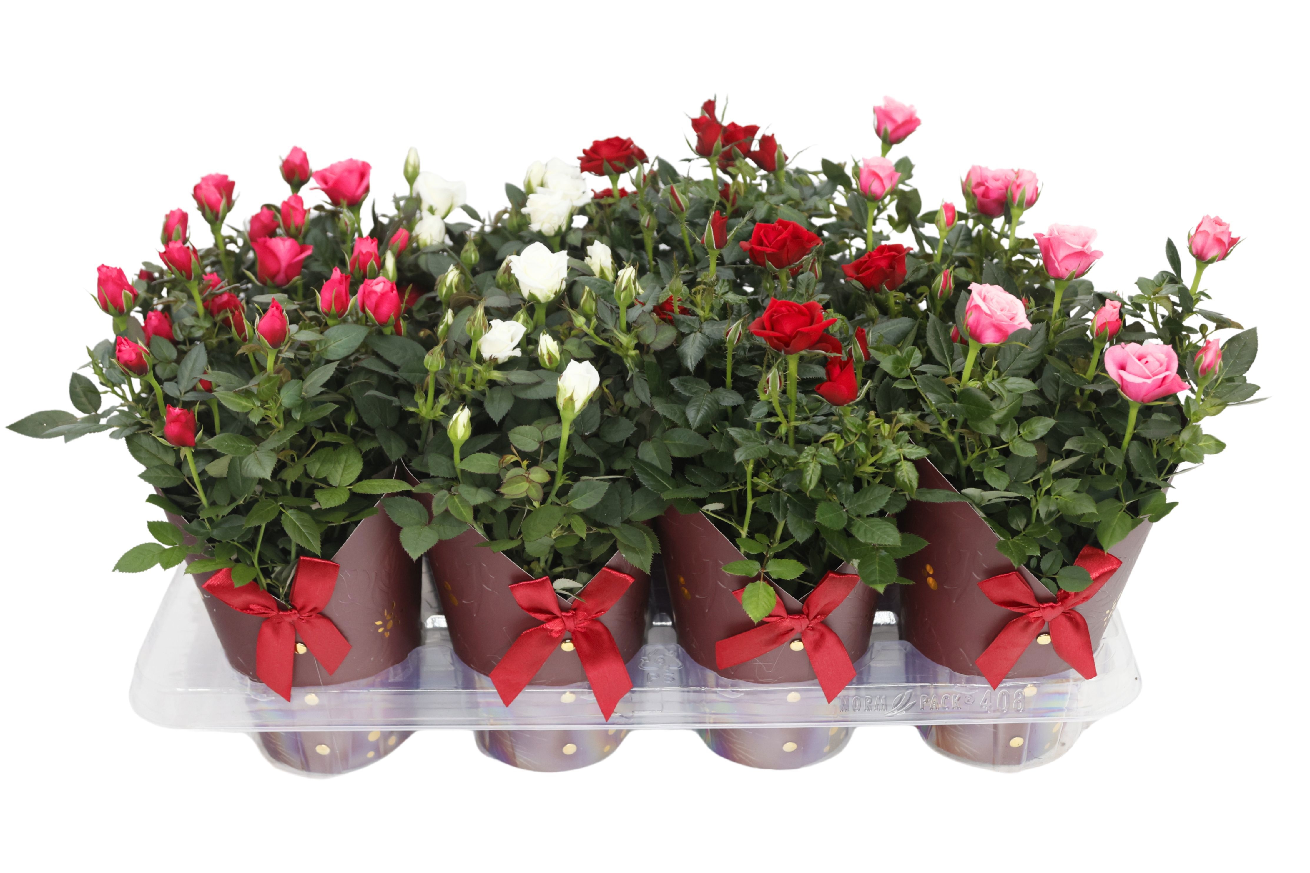 Potroos 12 cm - Gloria cover rood, D 12