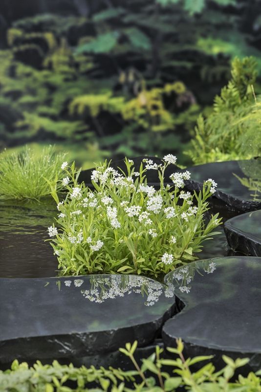 Myosotis palustris 'Alba', D 9