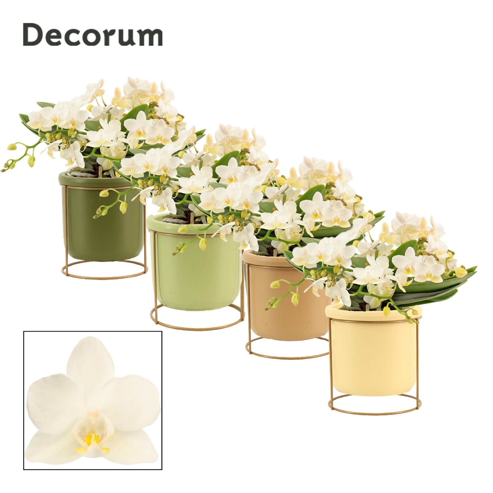 Phalaenopsis table Whitney 4+ tak in Lynn (Silent moods-collecti, D 12