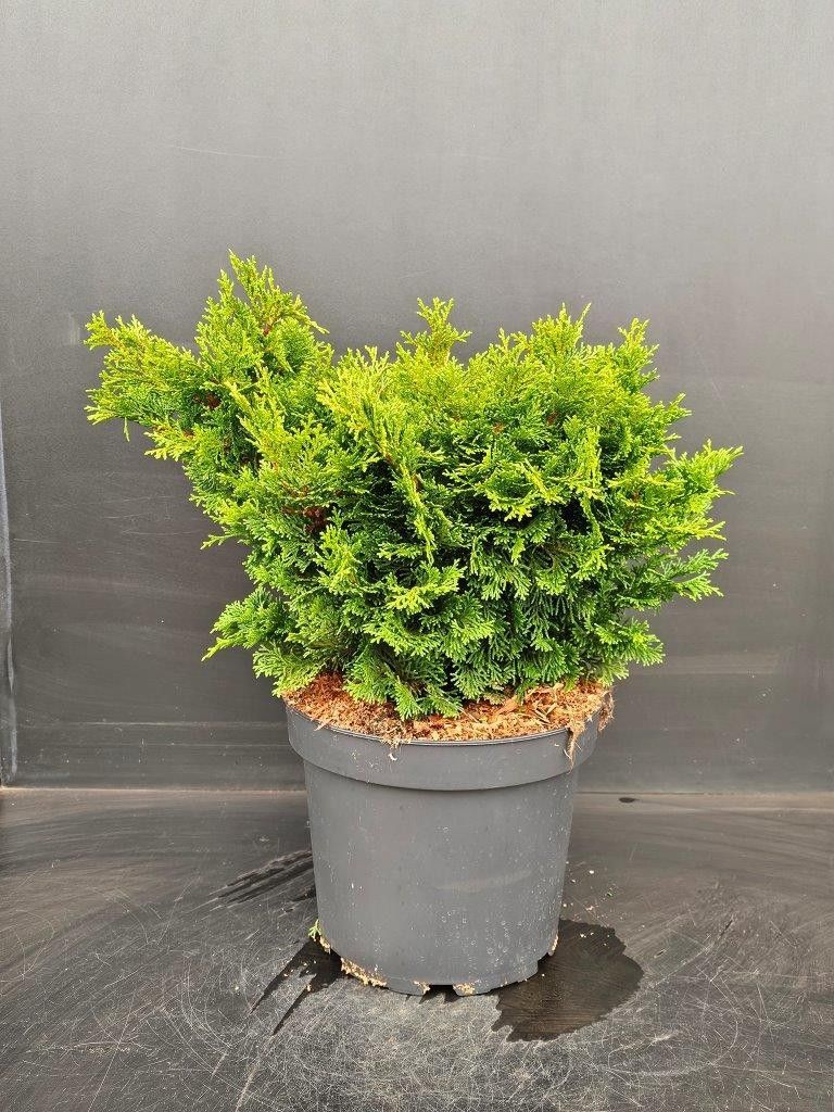 Chamaecyparis obtusa 'Loenik', D 26