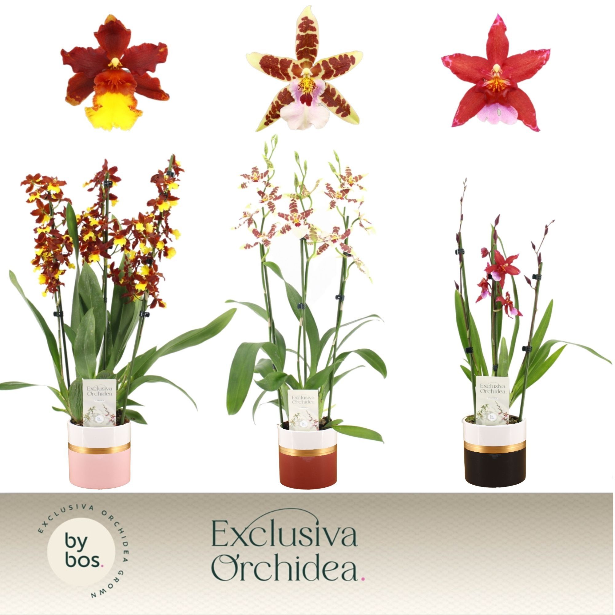 Cambria, Mix 3-spike in Dolomite Horizon 'Exclusiva Orchidea', D 12