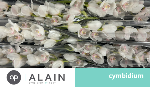 Цимбидиум Килиманджаро 80 (бел.) x6, шт.