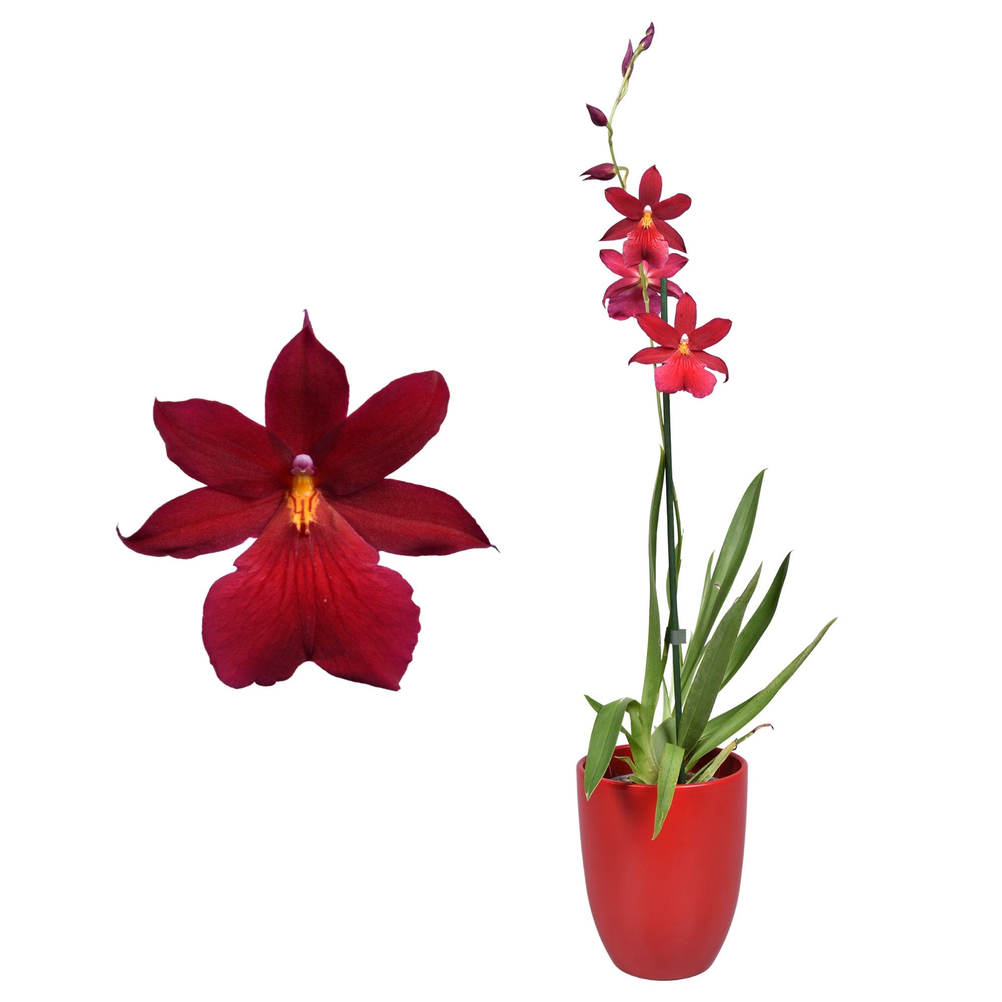 Cambria 'Nelly Isler' Red Velvet 1 tak met rood keramiek, D 14