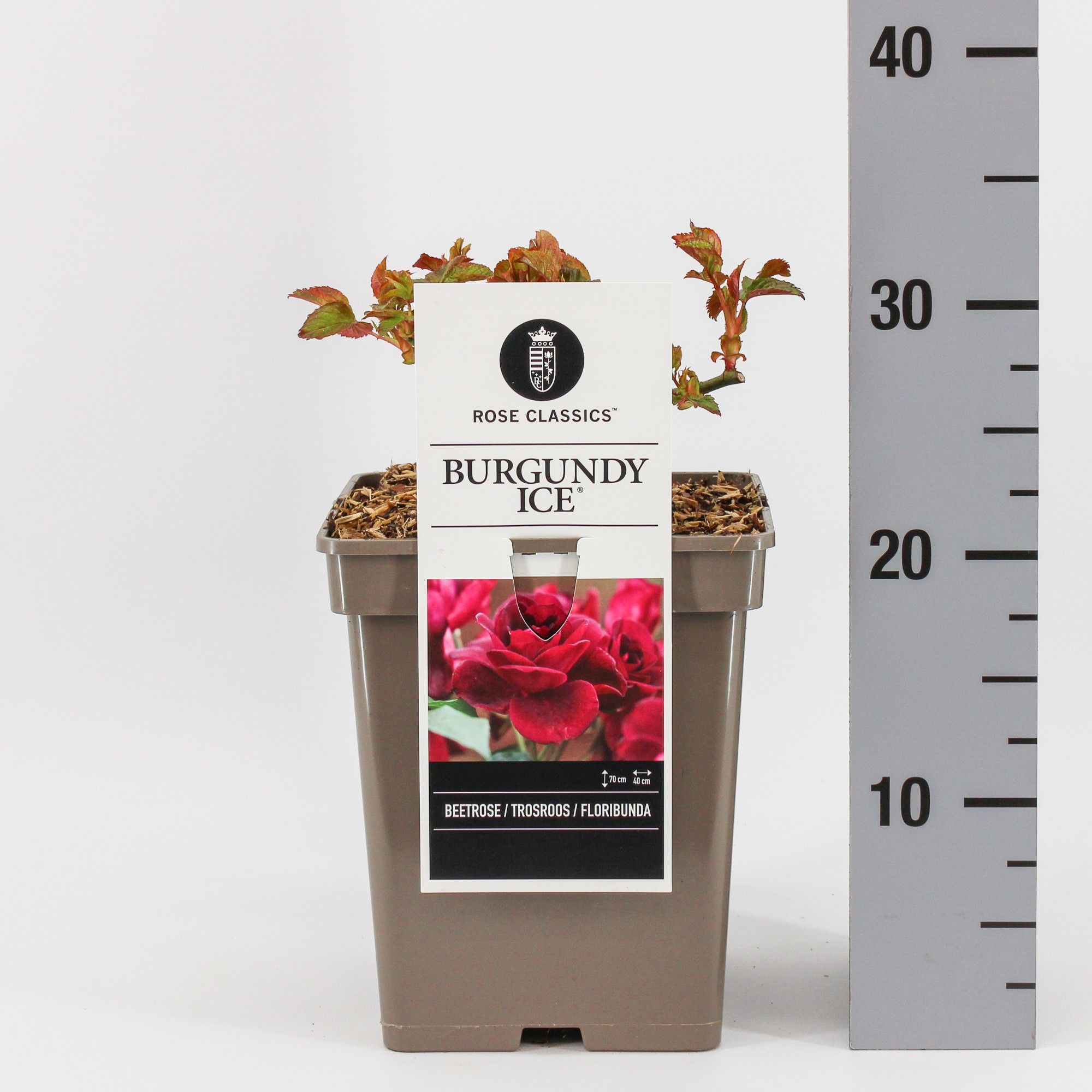 Rosa (F) Burgundy Ice ®, C5, D 23