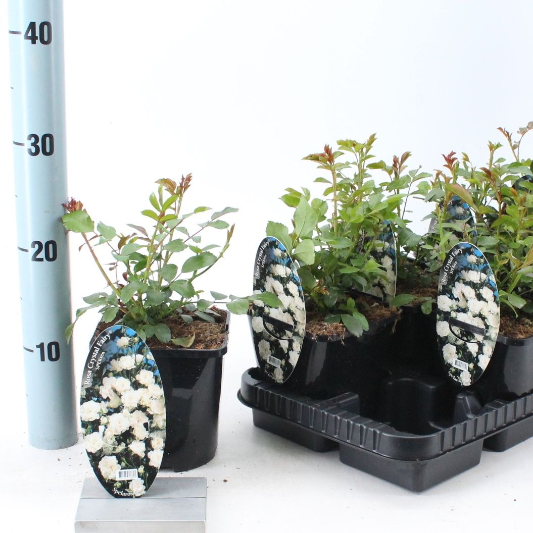 Rosa (PA) 'Crystal Fairy' ®, D 14