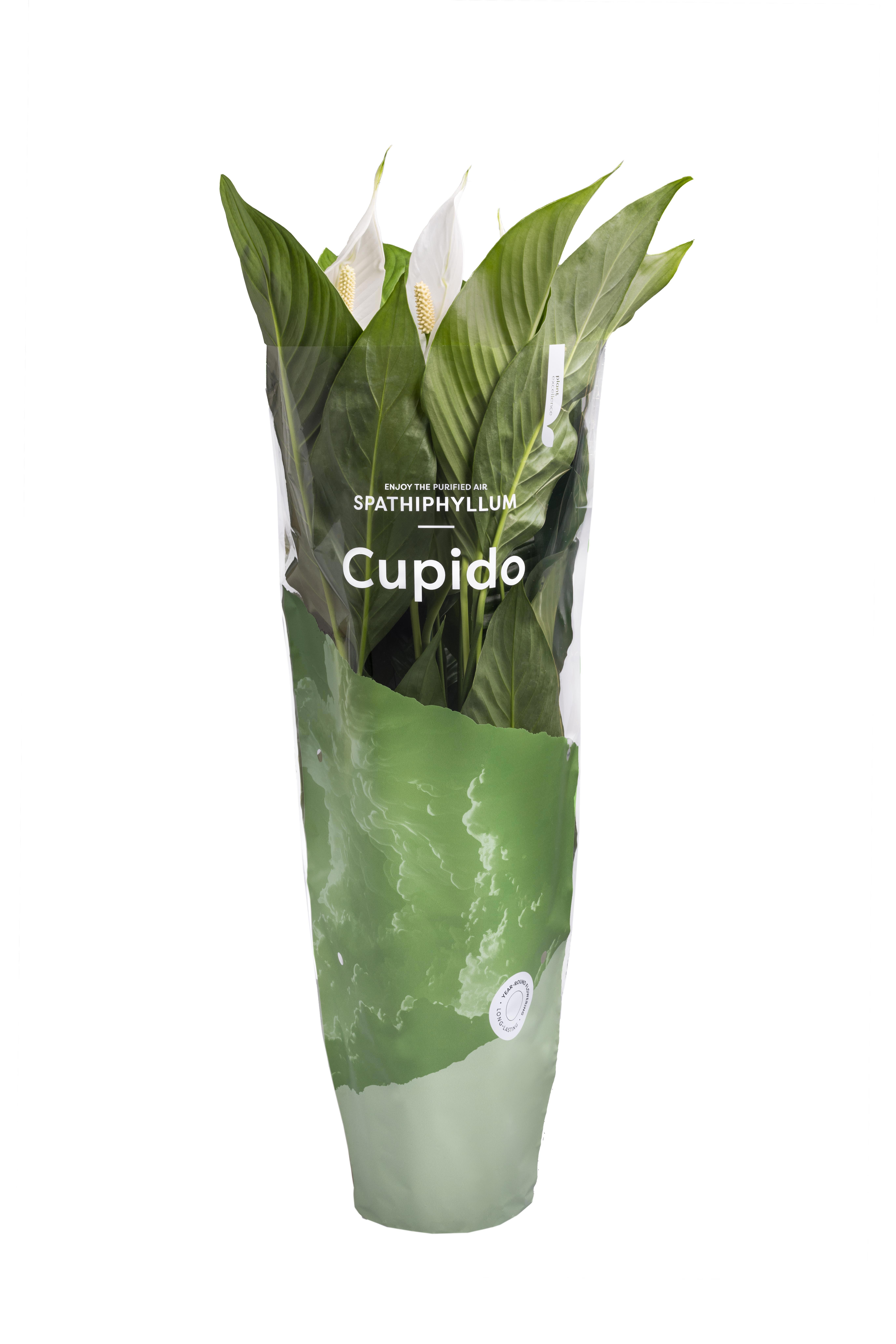 Essentials - Spathiphyllum Bingo Cupido 17cm, D 17