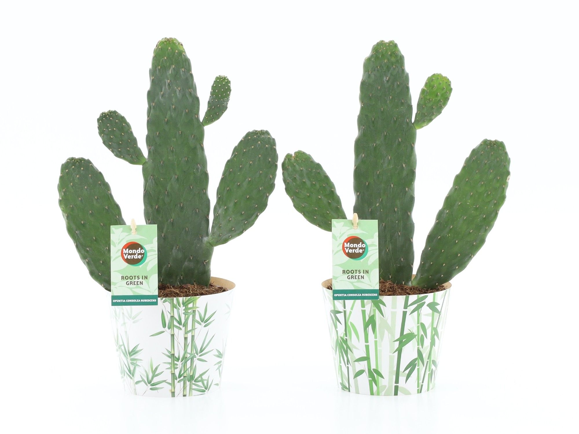 Opuntia rubescens Consolea in Potcover Bamboo, D 12