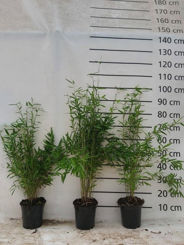 Fargesia nitida 'Volcano', D 17