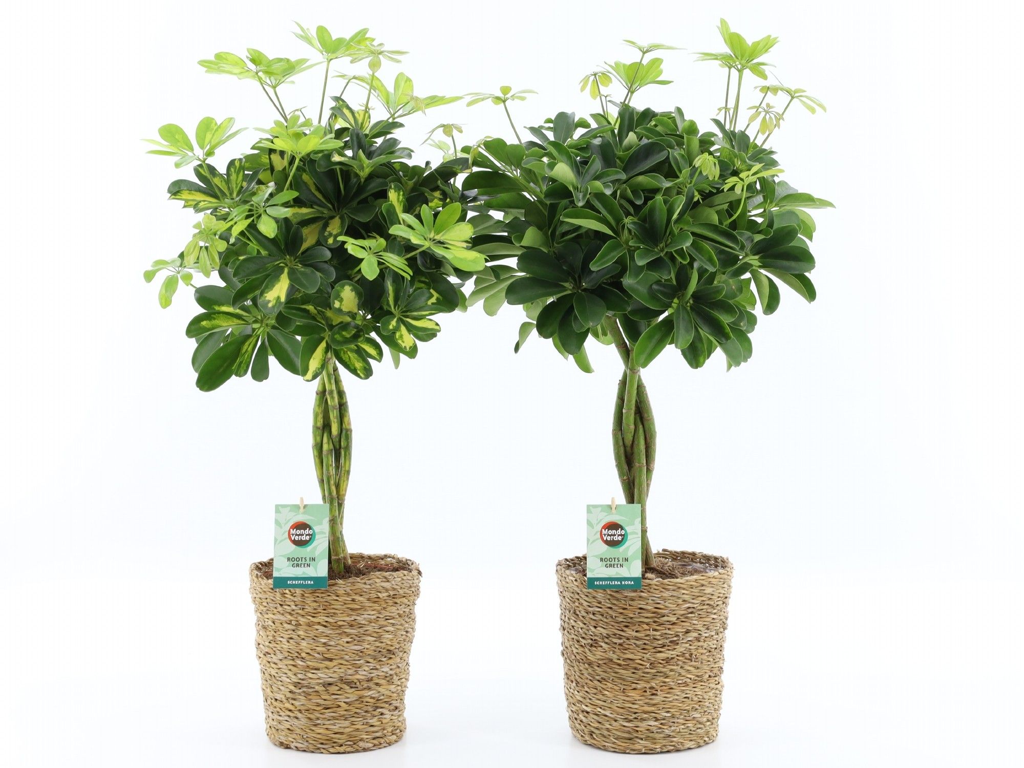 Schefflera arboricola Mix gevlochten stam in Seagrass, D 21
