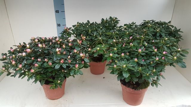 azalea indica 35 cm, D 15