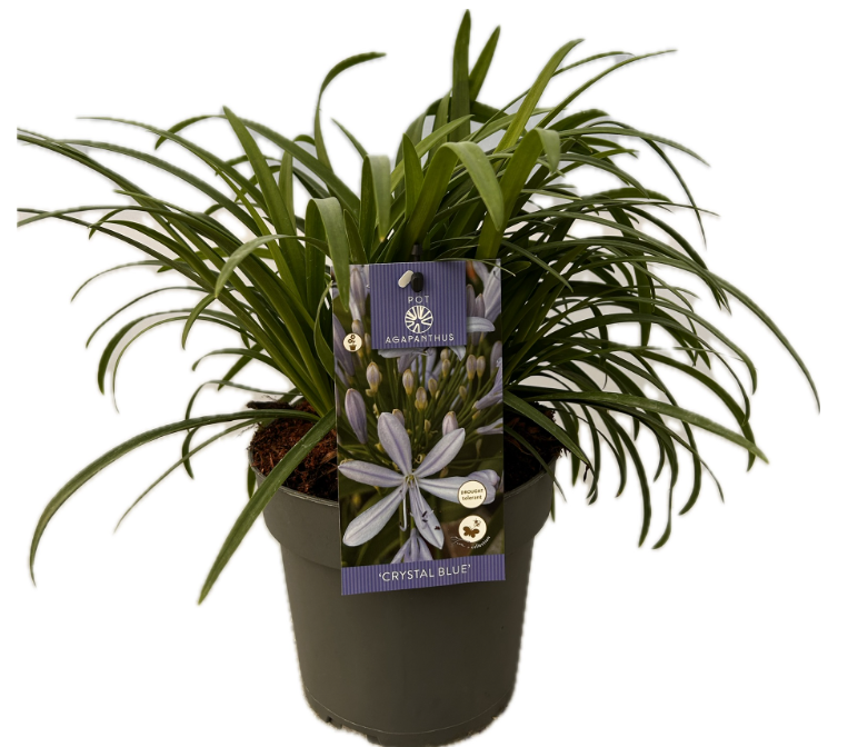 Agapanthus 'Crystal blue' P17 EVERGREEN, D 17