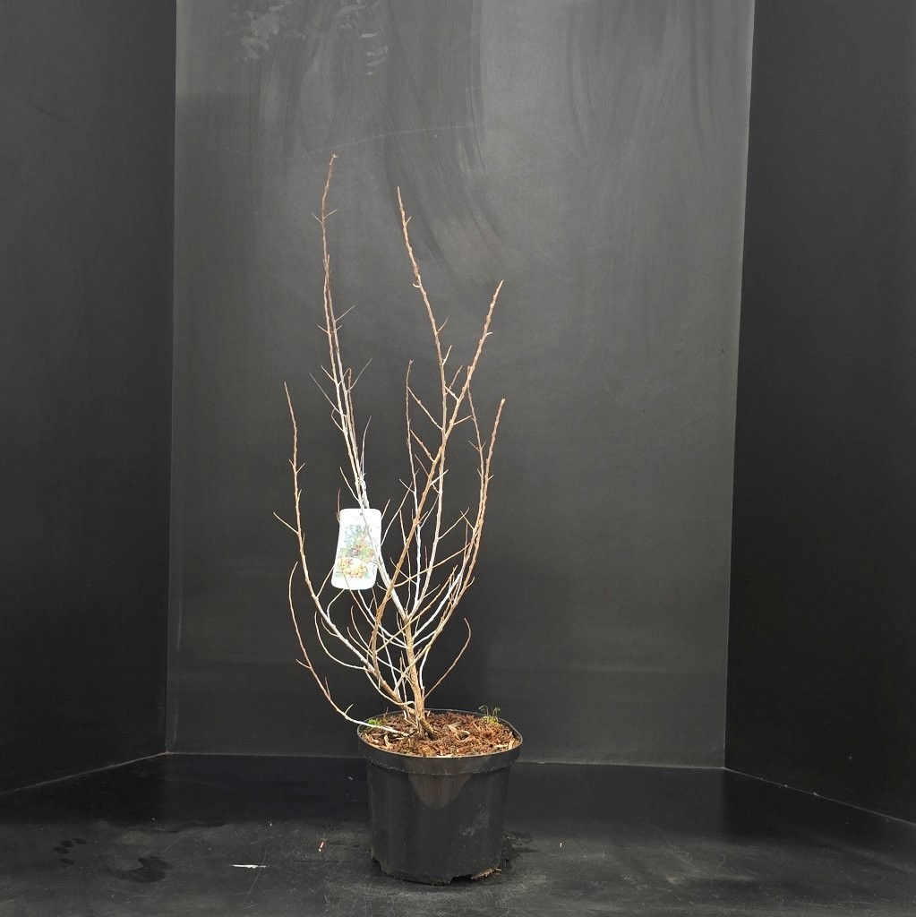 Hippophae rhamnoides Leikora, D 23