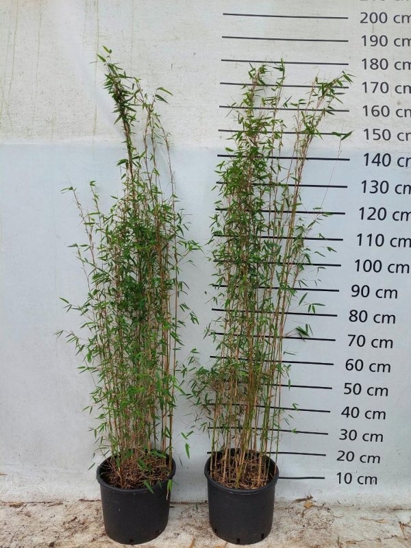 Fargesia 'Jiuzhaigou 1', D 29